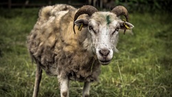 Sheep Horns Image