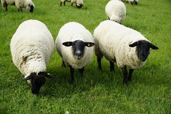 Sheep on Grass
