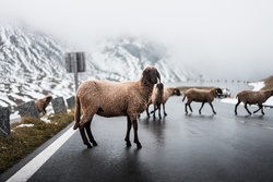 Sheep on Road in Morning Fog