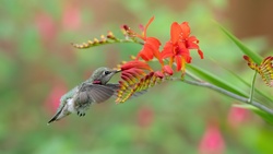 Small Hummingbird Feeding From Flower