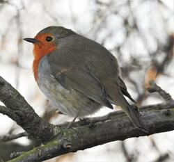 Small Robin Bird on Branch Tree