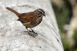Sparrow Bird 4K Photography