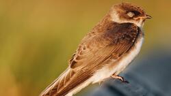 Sparrow Bird Sleeping HD Photo