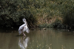 Spot Billed Pelican Bird Standing in Water