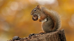 Squirrel Eat Food HD Wallpaper