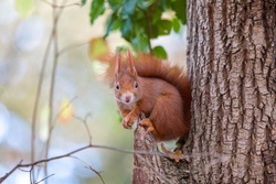 Squirrel on Tree Animal Wallpaper