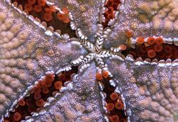 Starfish Closeup Photo