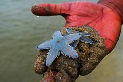 Starfish on Hand