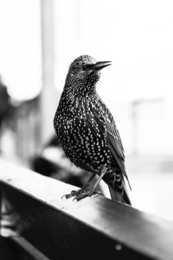 Starling Bird Black and White Photo