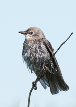 Starling Bird Mobile Photo