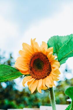 Sunflower Mobile Image