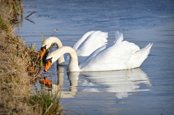 Swan Bird in Lake Water