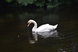 Swan in Water Lake
