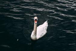 Swan Swimming in Water