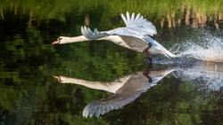 Swan Takeoff Over Water 4K