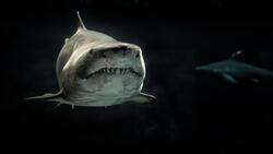 The Great White Shark in Sea With Black Background