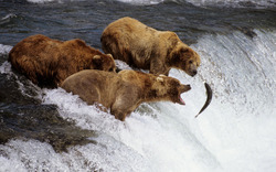 Three Bear Hunting Fish At Waterfall Point