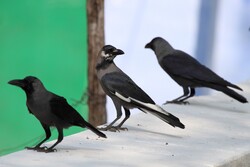 Three Crows Sitting in Pair