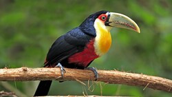 Toucan Sitting On Tree Branch
