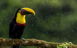 Toucans Bird in Rain 4K