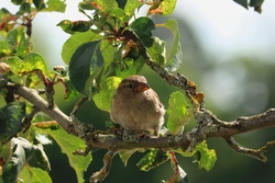 True Sparrow Bird Sitting on Tree Branch