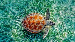 Turtle Animal HD Wallpaper