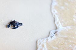 Turtle Baby in Beach Pic
