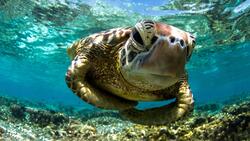 Turtle Closeup Face in Sea