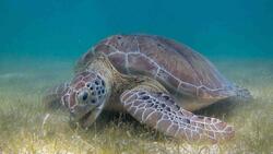 Turtle Eating in Sea