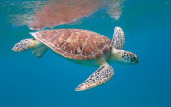 Turtle in Ocean Big Animal