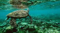 Turtle in Sea HD Wallpaeprs