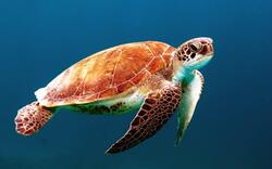 Turtle in Sea