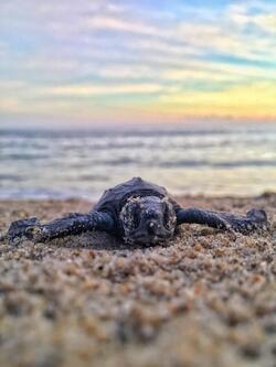 Turtle on Beach Photo