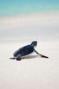 Turtle on Beach