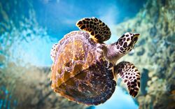 Turtle Photography in Sea
