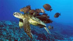 Turtle With Black Fish in Sea