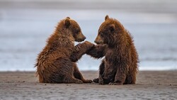 Two Baby Bears Firend Are Seating on Beach