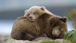 Two Bear Sleeping