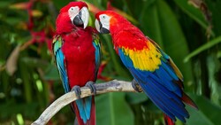 Two Parrot Bird Sitting on Tree Branch