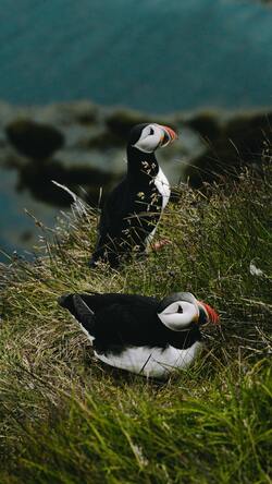 Two Puffin Birds on Green Grass Mobile Wallpaper