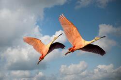 Two Roseate Spoonbill Birds Flying