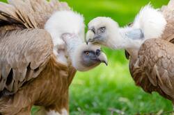 Two Vultures Standing on Grass Field in Close Up Photo