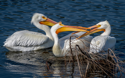 Water Birds Pelicans
