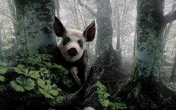 White and Black Pig in The Forest