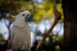White and Yellow Crested Cockatoo Bird