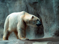 White Bear HD Photo