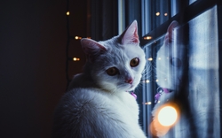 White Cat Sitting Near Window
