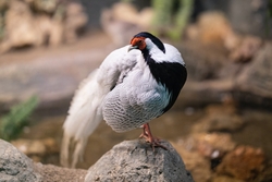 White Eared Pheasant Bird Photo