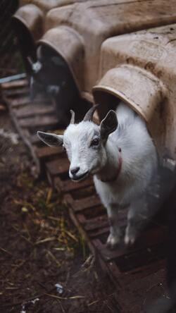 White Goat Photography