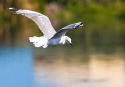 White Gull Bird Flying Photo